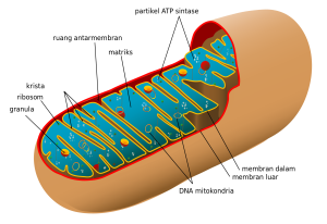 2000px-Animal_mitochondrion_diagram_id.svg